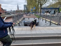 Hund trailt zur Treppe Richtung U-Bahn-Station