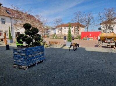 Suchhund steuert Ladeschaufel eines Radladers an - dort versteckt sich die gesuchte Person