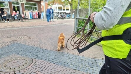 Cockerspaniel arbeitet eine Kreuzung in der Fußgängerzone von Nordhorn