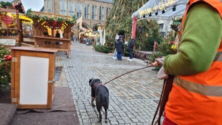 Cattle Dog trailt über den Weihnachtsmarkt