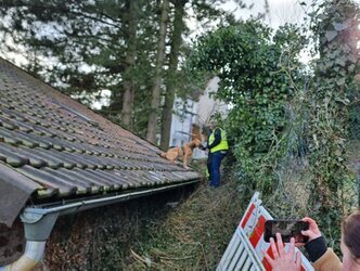 Der Suchhund sitzt auf einem Dach welches auf Hüfthöhe an einen schmalen Trampelpfad grenzt auf welchem sich die gesuchte Person befindet.