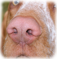 Bild mit einer Hundeschnautze. Der Fokus liegt dabei auf der Nase.