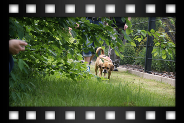 Mops-Beagle-Mischling auf dem Trail
